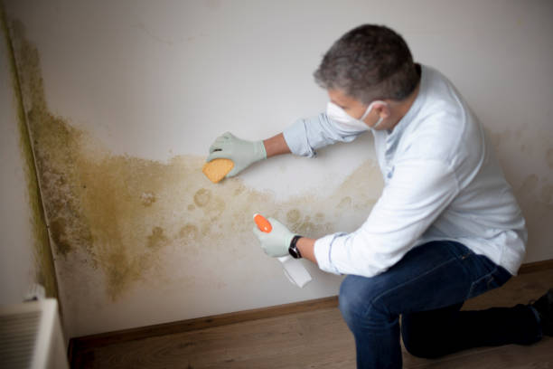 Reliable Paonia, CO Mold Removal Solutions
