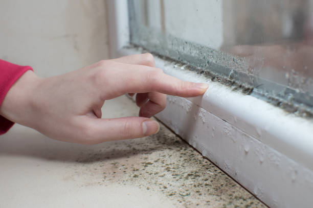 Best Mold Documentation for Insurance Claims  in Paonia, CO